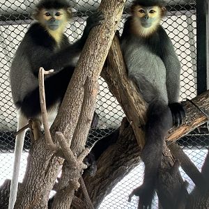 Black-shanked Douc Langurs