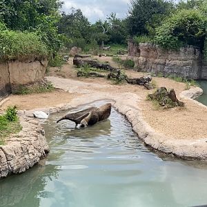 Anteater in the water