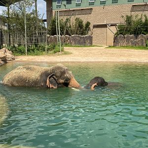 Thailand and Nelson Swimming