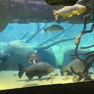 Giant Otter And Aquarium Illusion
