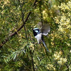 Superb Fairywren among wattle