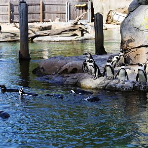 African Penguin Colony