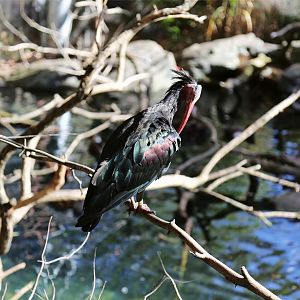 Northern Bald Ibis
