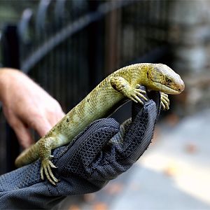 Prehensile-tailed Skink