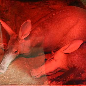 Aardvark, August 2015