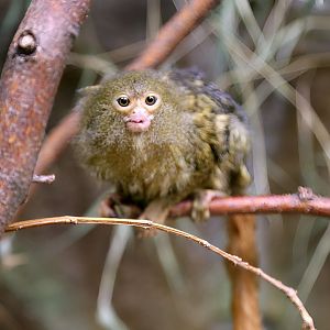 Pygmy Marmoset, August 2015