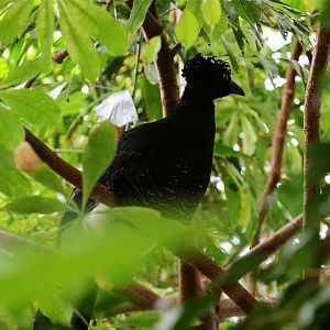 Yellow-knobbed Curassow (Crax daubentoni), August 2015