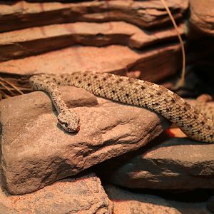 Sidewinder, January 2018