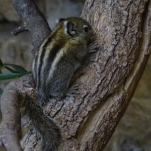 Swinhoe's striped squirrel (Tamiops swinhoei)