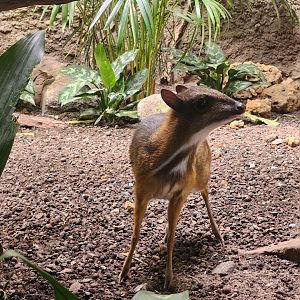 Javan Mouse Deer