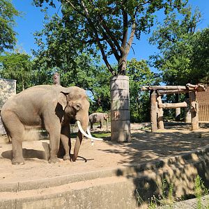 Bull Elephant Enclosure