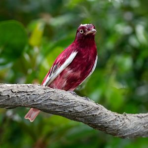 Pompadour Cotinga