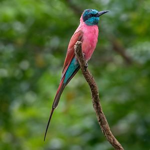 Northern Carmine Bee-eater
