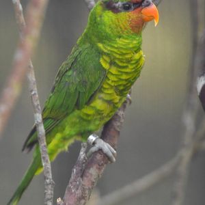 Mindanao Lorikeet