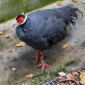 Blue-eared Pheasant