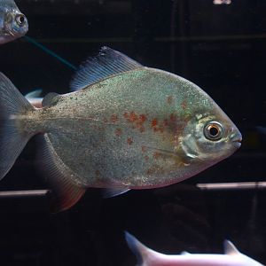 Blacktip parrot-beaked pacu (Tometes ancylorhynchus)