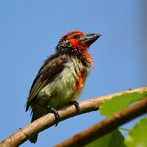 Vieillot's barbet (Lybius vieilloti)