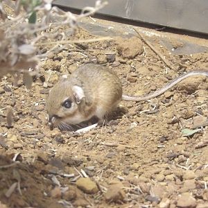 Texas Kangaroo Rat(Dipodomys elator)