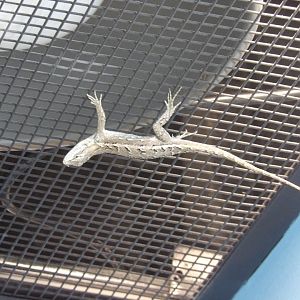 Eastern Fence Lizard(Sceloporus undulatus)