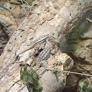 Texas Spiny Lizard(Sceloporus olivaceus)