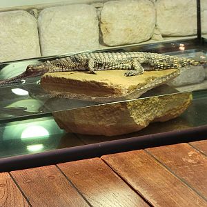 Yearling Gharial(Gavialis gangeticus)