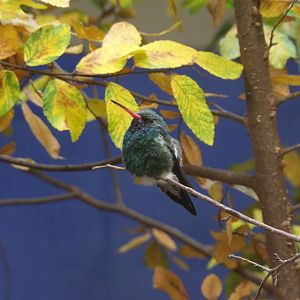 Male Broad-Billed Hummingbird(Cynanthus latirostris)