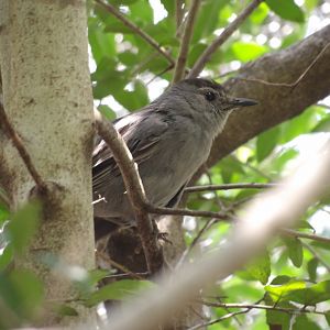 Grey Catbird(Dumetella carolinensis)