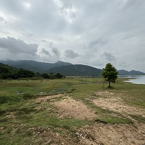 Water Buffalo Paddock
