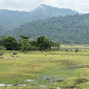 Water Buffalo - at least 24 of them