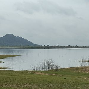 Water Buffalo Paddock