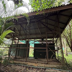 Great Hornbill Aviary