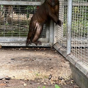 Stump-tailed Macaque
