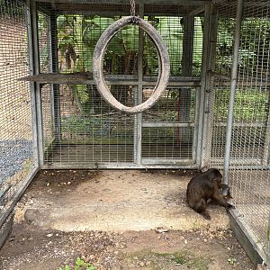 Stump-tailed Macaque Cage