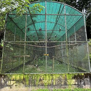 Brahminy Kite Aviary - 20+ birds!
