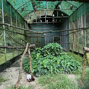 Brahminy Kite Aviary - 20+ birds!