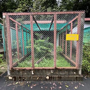 Crested Serpent Eagle Aviary