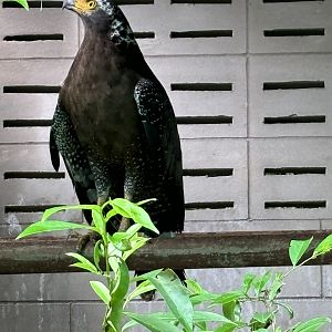 Crested Serpent Eagle