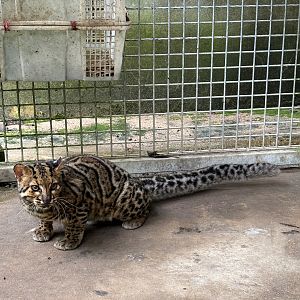 Marbled Cat