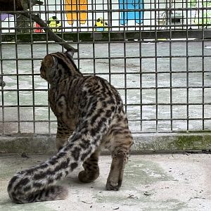 Marbled Cat - rear view