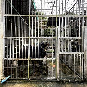 Asiatic Black Bear Cages