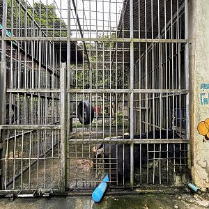 Asiatic Black Bear Cages