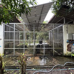 Asiatic Black Bear Cages