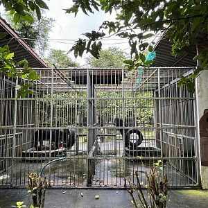 Asiatic Black Bear Cages