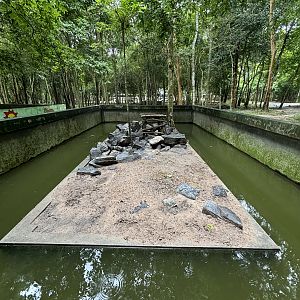 Small-clawed Otter Exhibit #5