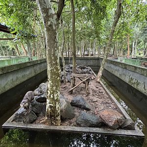 Small-clawed Otter Exhibit #4