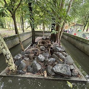 Small-clawed Otter Exhibit #3