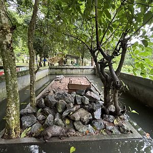 Small-clawed Otter Exhibit #2