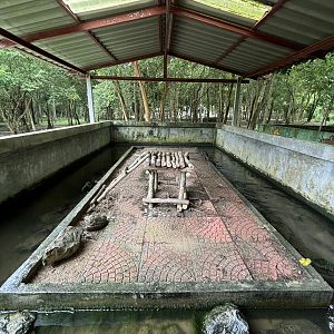 Small-clawed Otter Exhibit #1