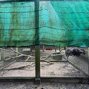 Binturong Exhibit #1