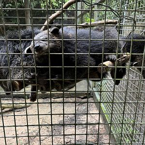 Binturongs - 4 piled together